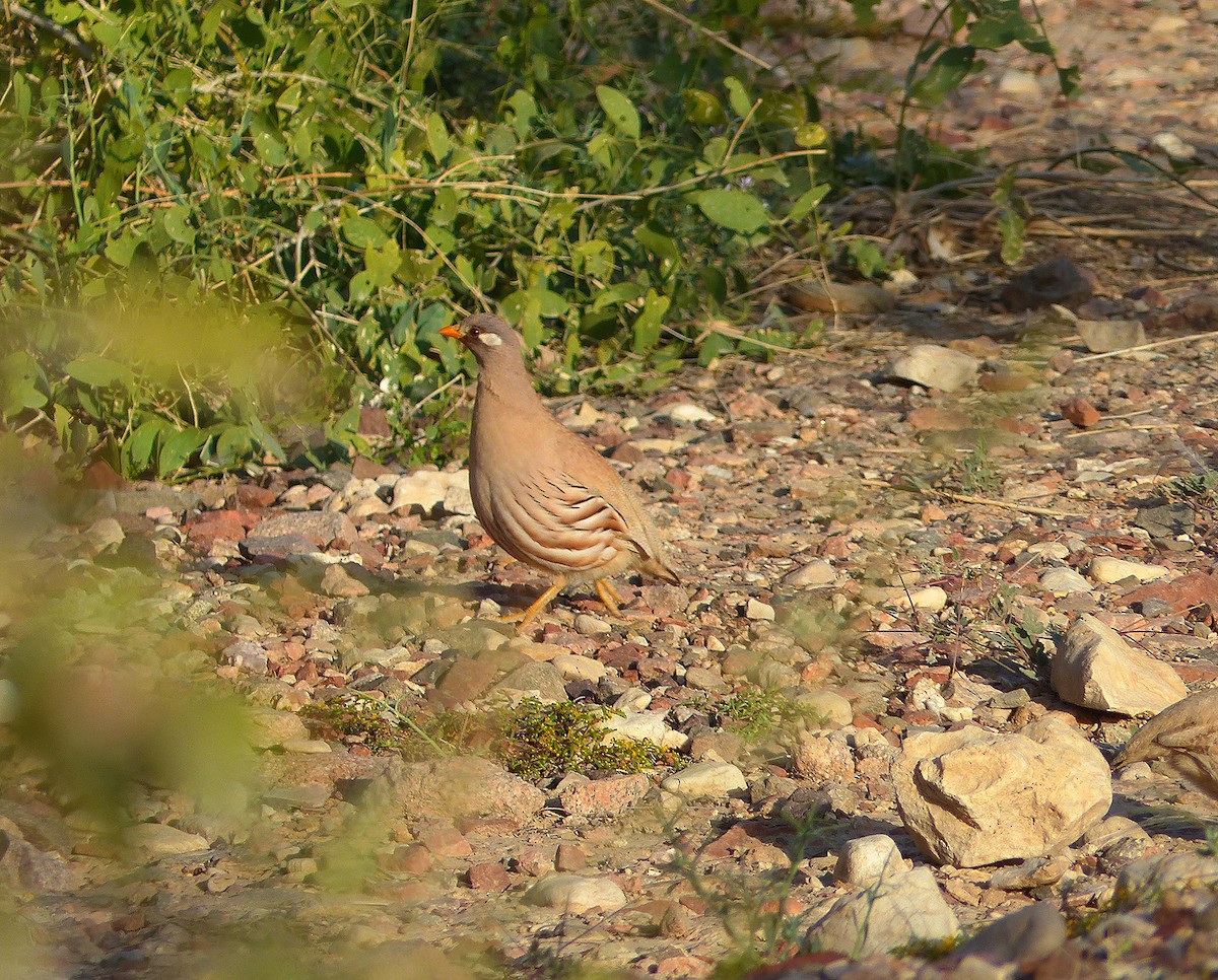 Sand Partridge - ML642544277