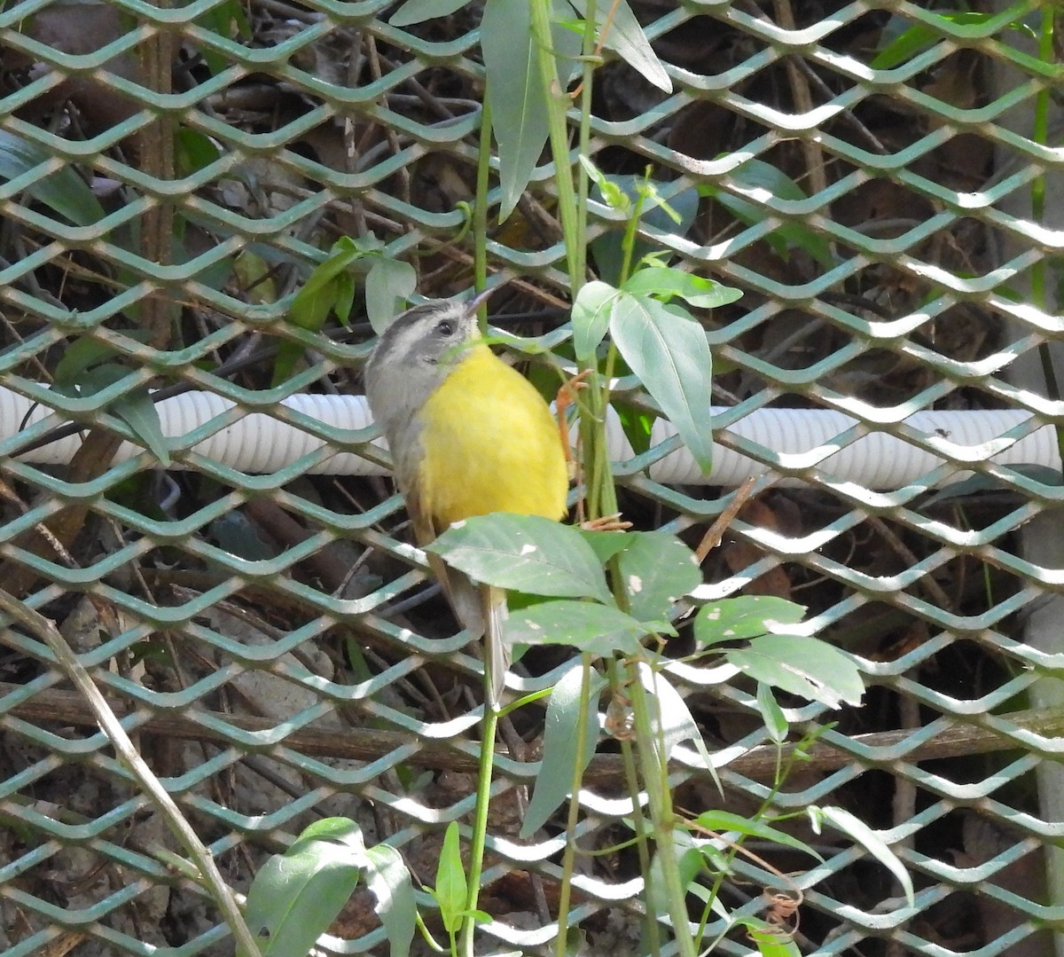 Golden-crowned Warbler - ML642544353