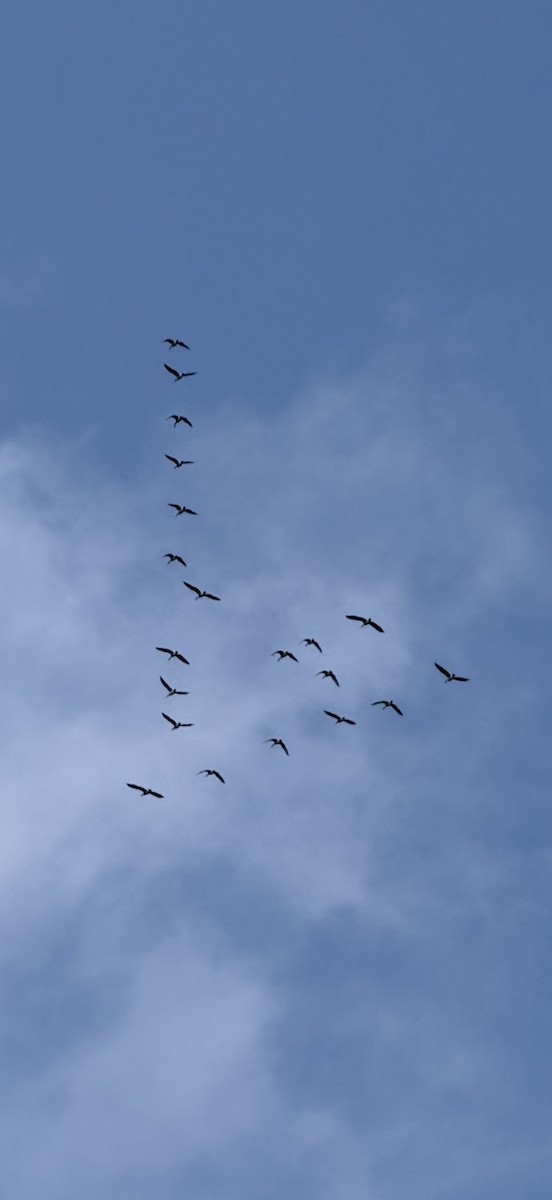 Canada Goose - ML642544428