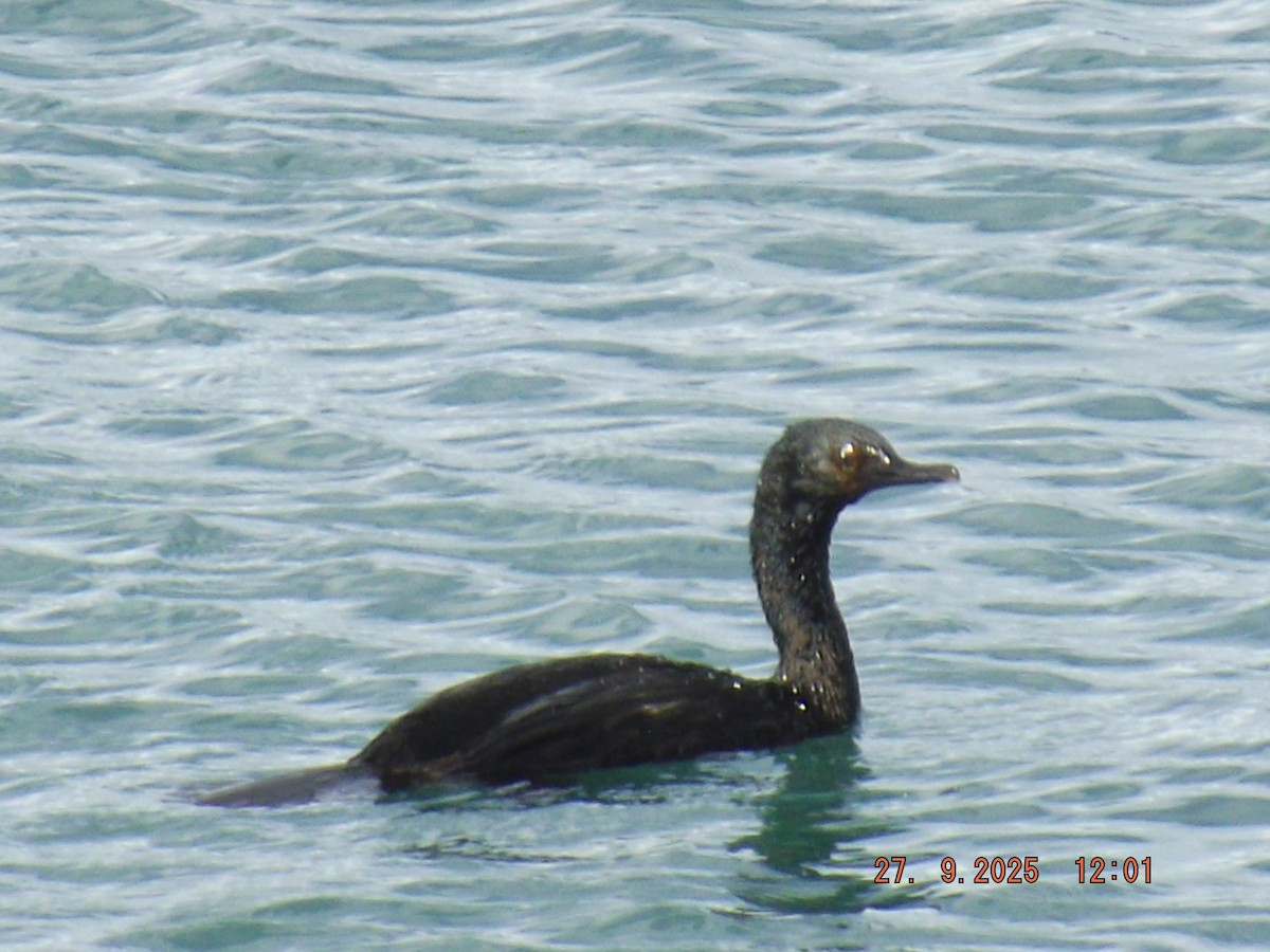 Cormoran de Magellan - ML642544484