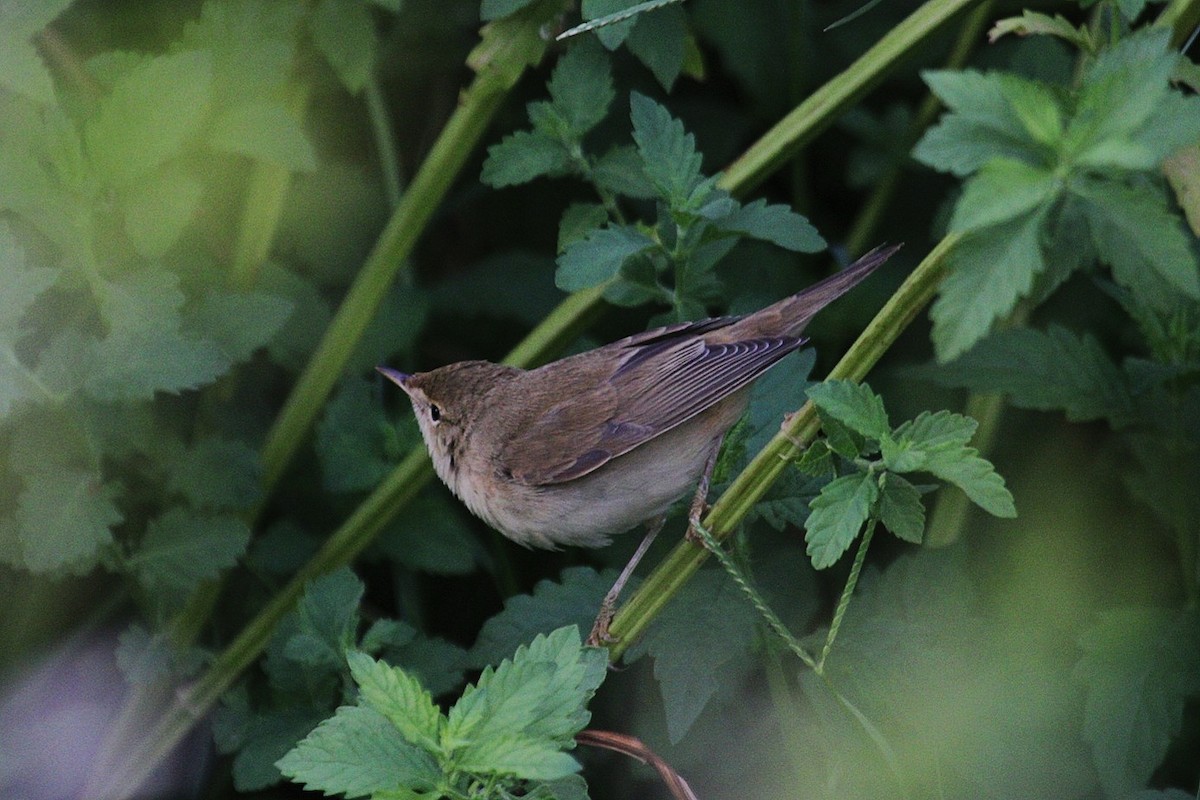 Marsh Warbler - ML642544516