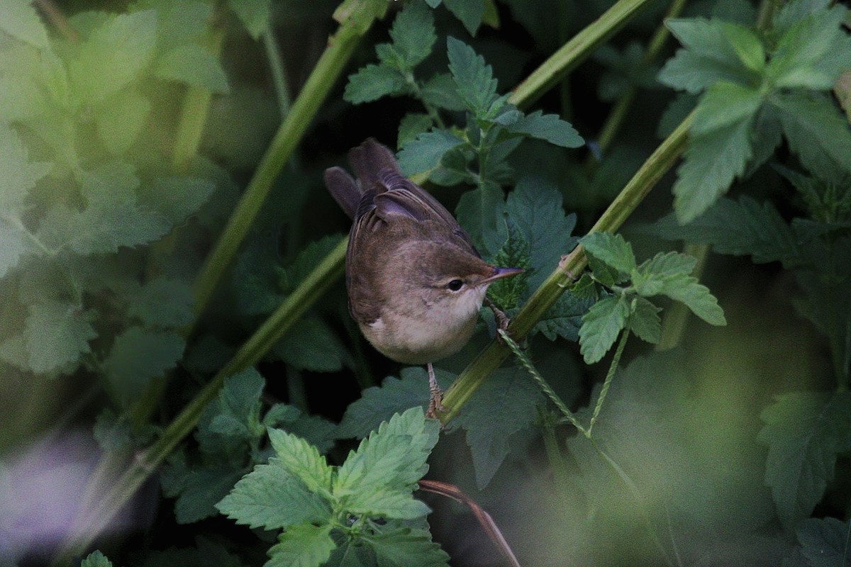 Marsh Warbler - ML642544517