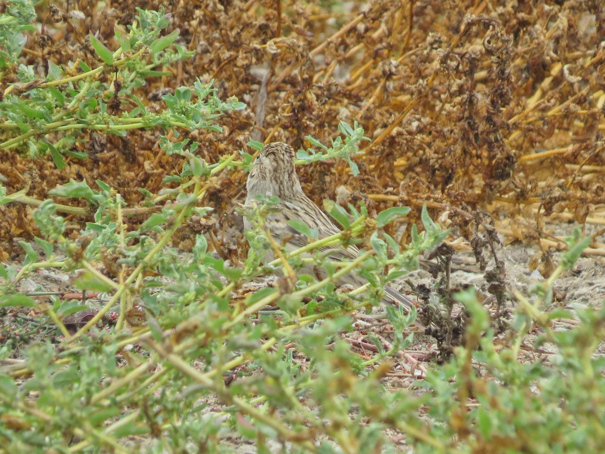 Brewer's Sparrow - ML642544519