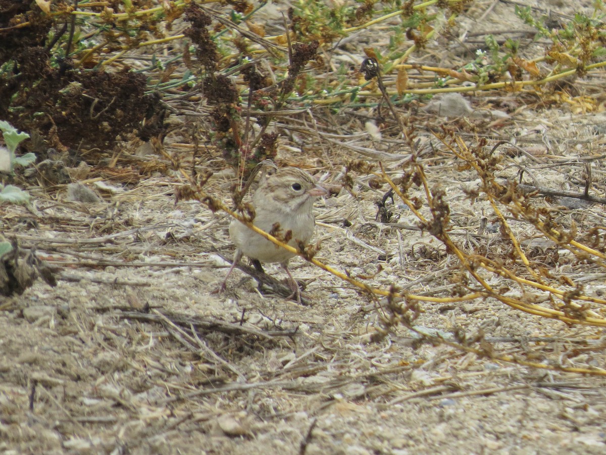 Brewer's Sparrow - ML642544521