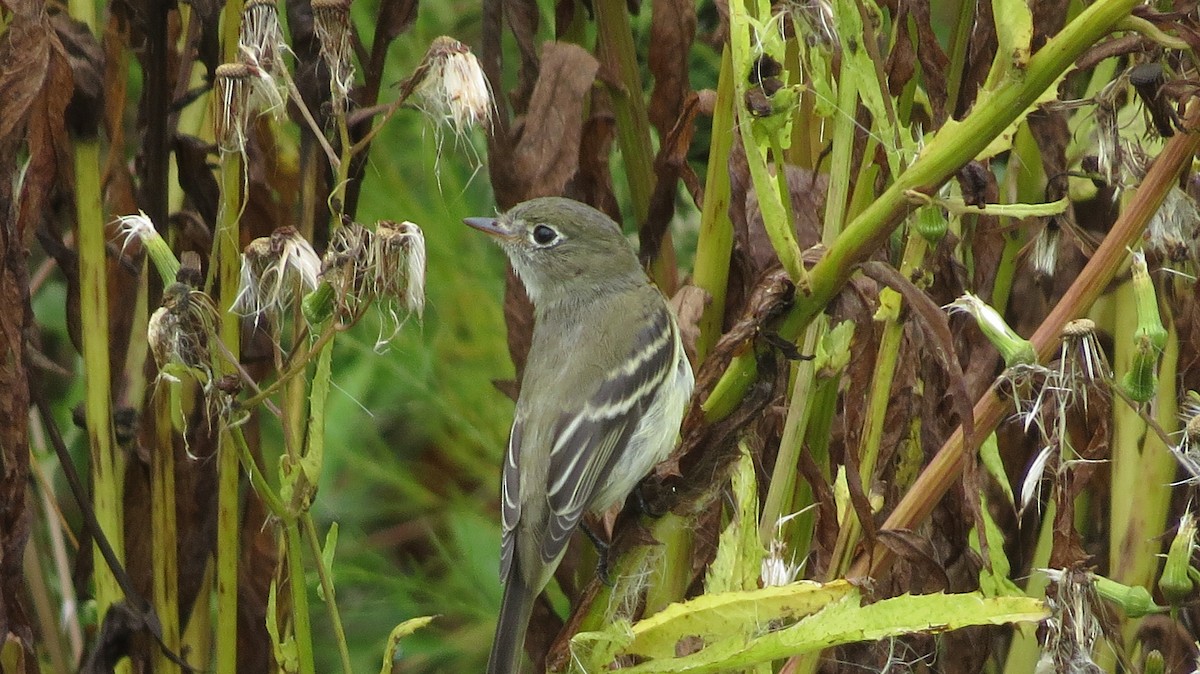 Least Flycatcher - ML642544522