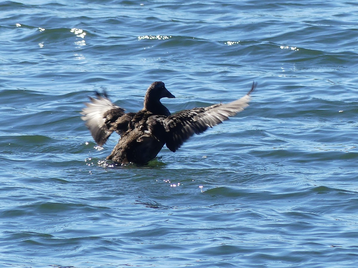 Common Eider - ML642544524