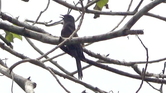 Sahul Brush Cuckoo - ML642544527