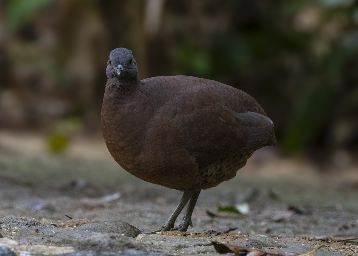 bruntinamu - ML642544552