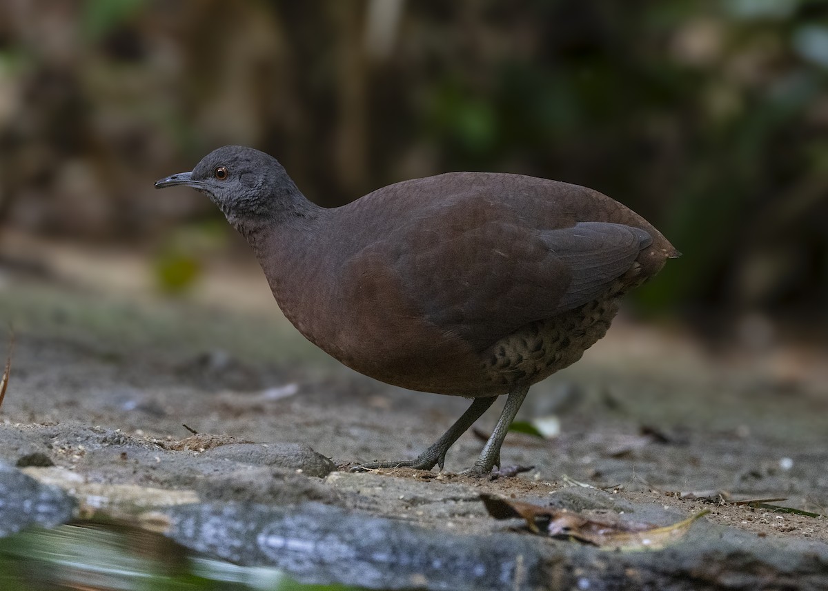 bruntinamu - ML642544555