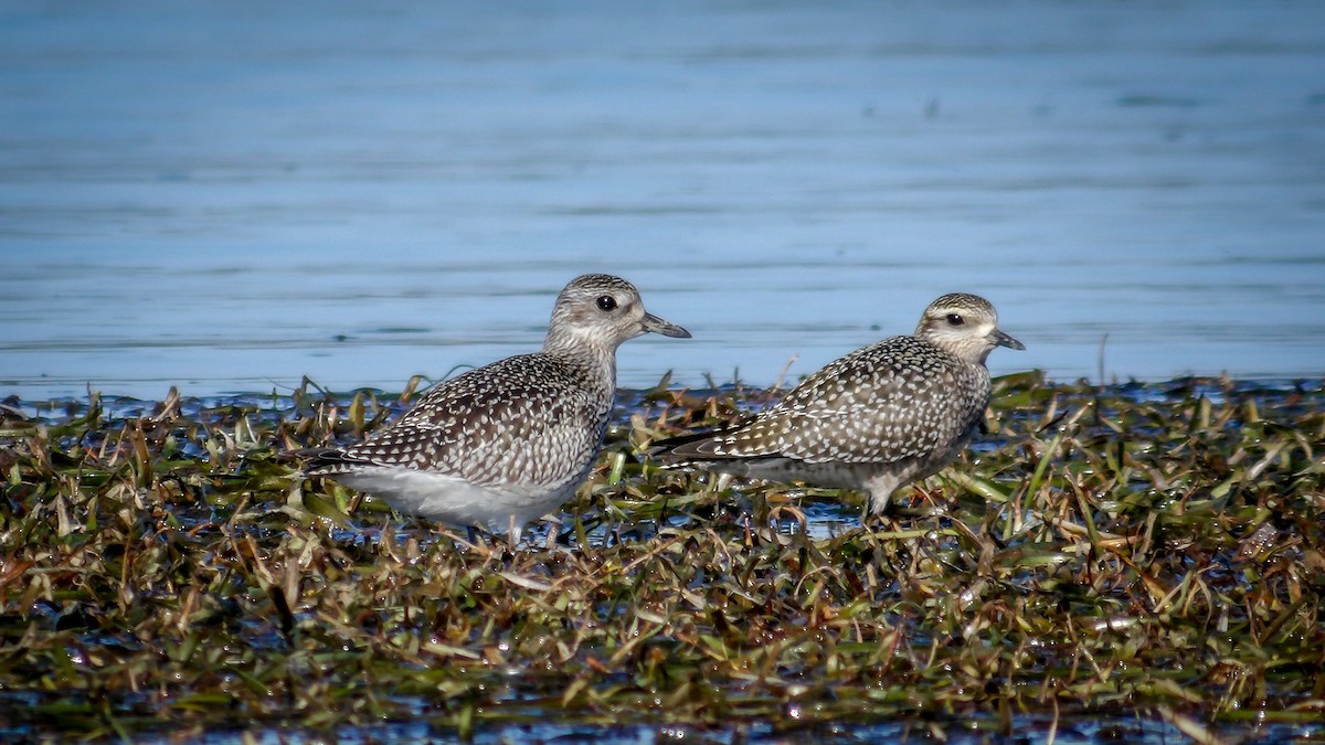 Black-bellied Plover - ML642544591