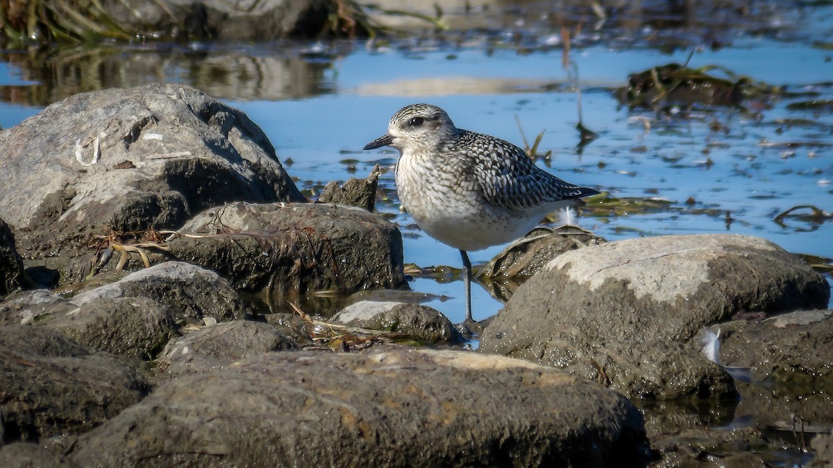 Black-bellied Plover - ML642544600