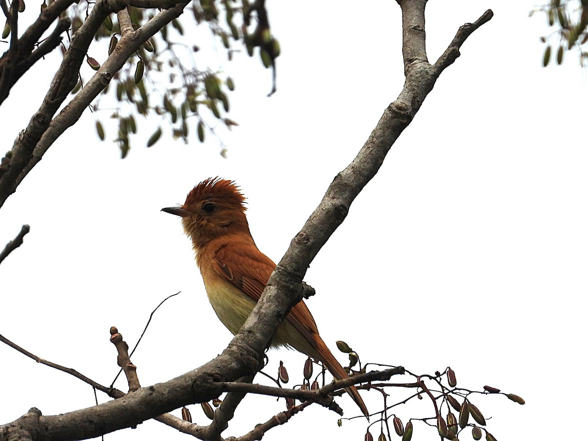 Rufous Casiornis - ML642544612