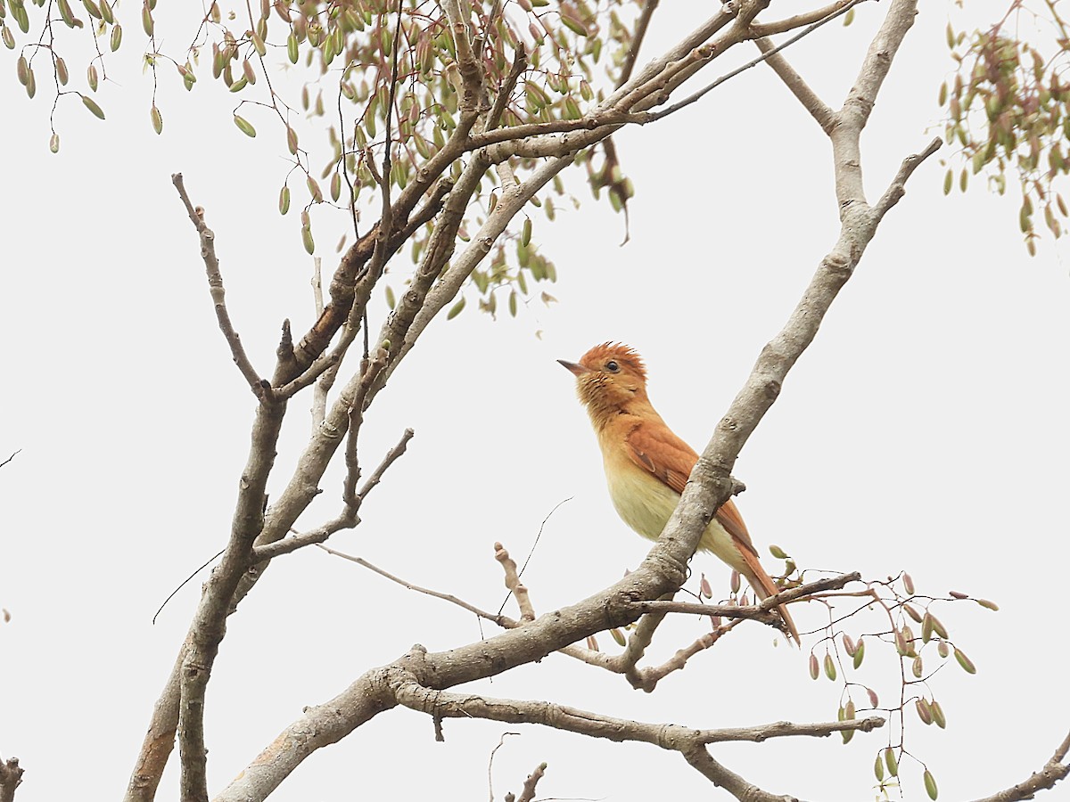 Rufous Casiornis - ML642544613