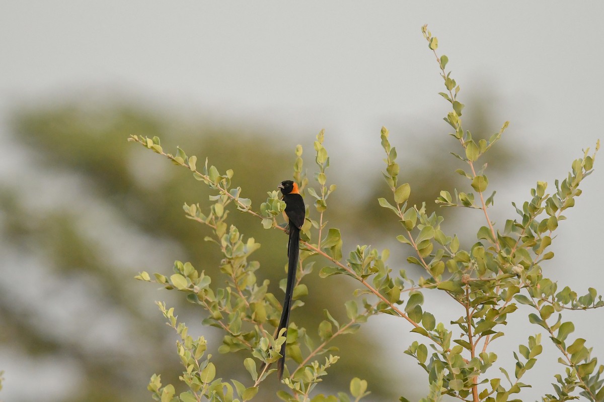 Sahel Paradise-Whydah - ML642544615