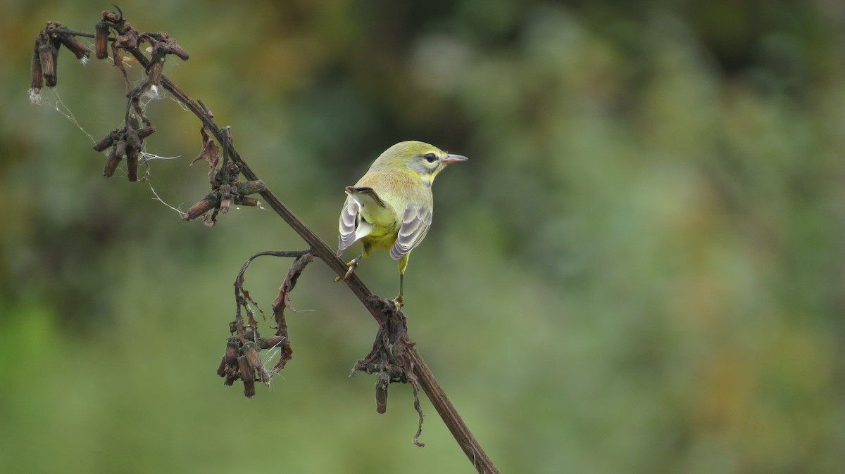 Prairie Warbler - ML642544644