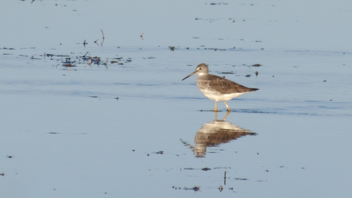 Greater Yellowlegs - ML642544652