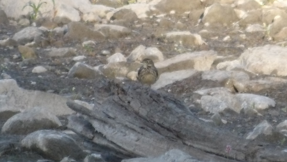 American Pipit - ML642544662