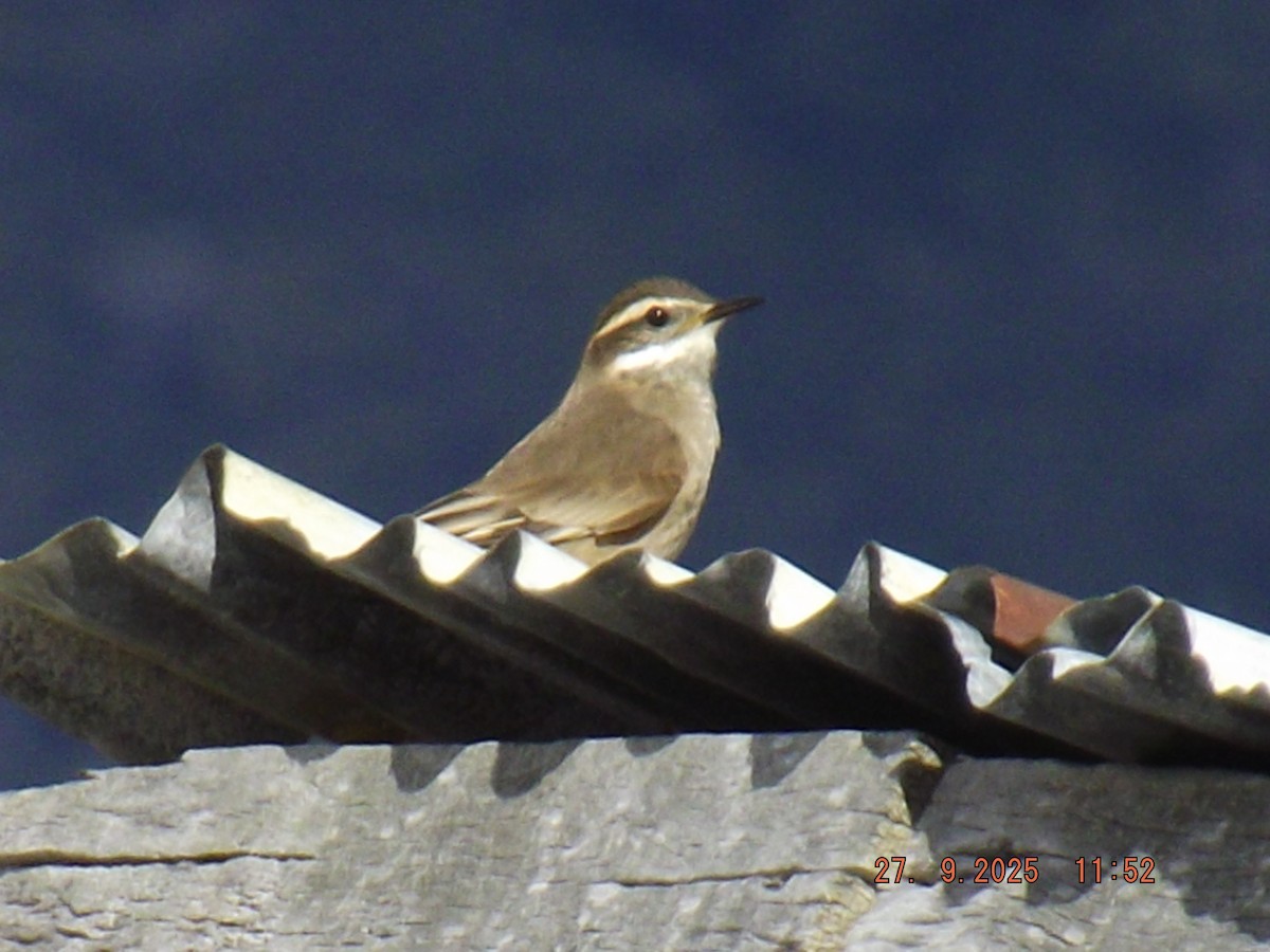 Buff-winged Cinclodes - ML642544670