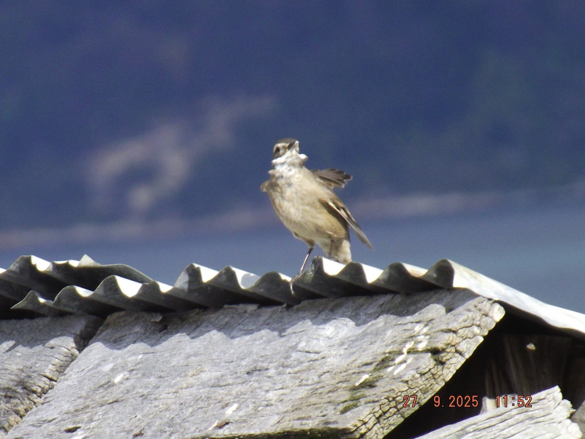 Buff-winged Cinclodes - ML642544672