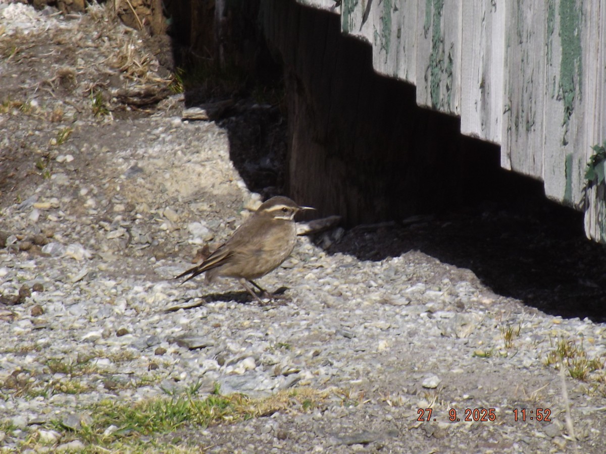 Buff-winged Cinclodes - ML642544673
