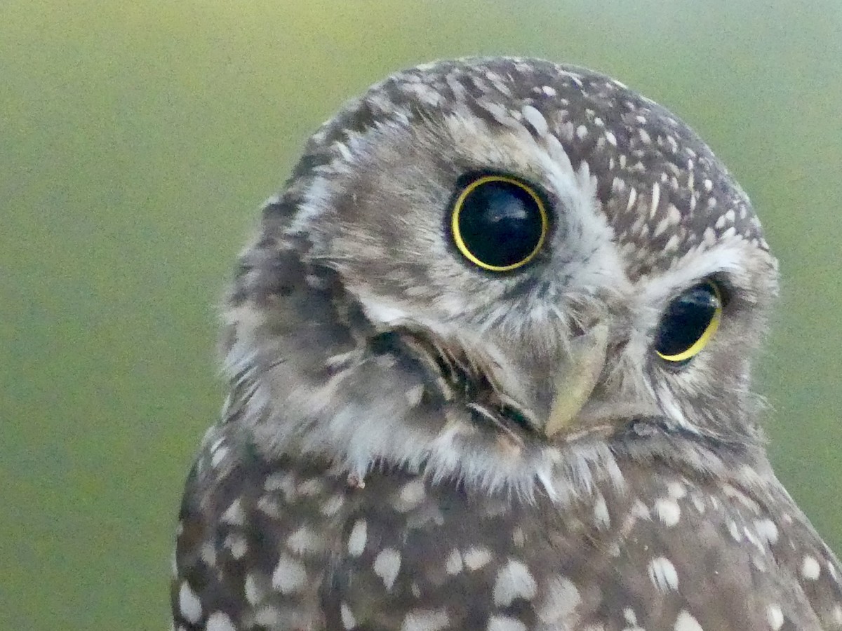 Burrowing Owl - ML642544683