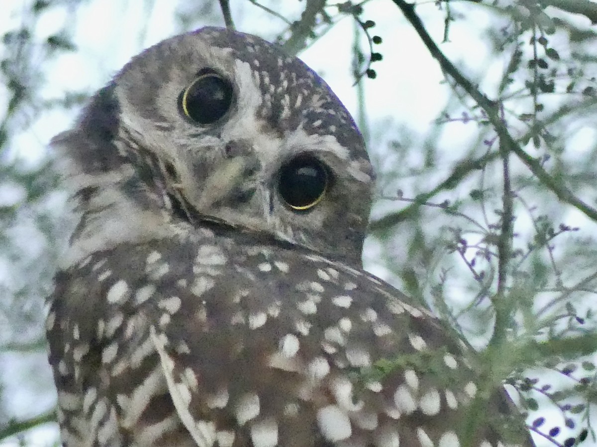 Burrowing Owl - ML642544684