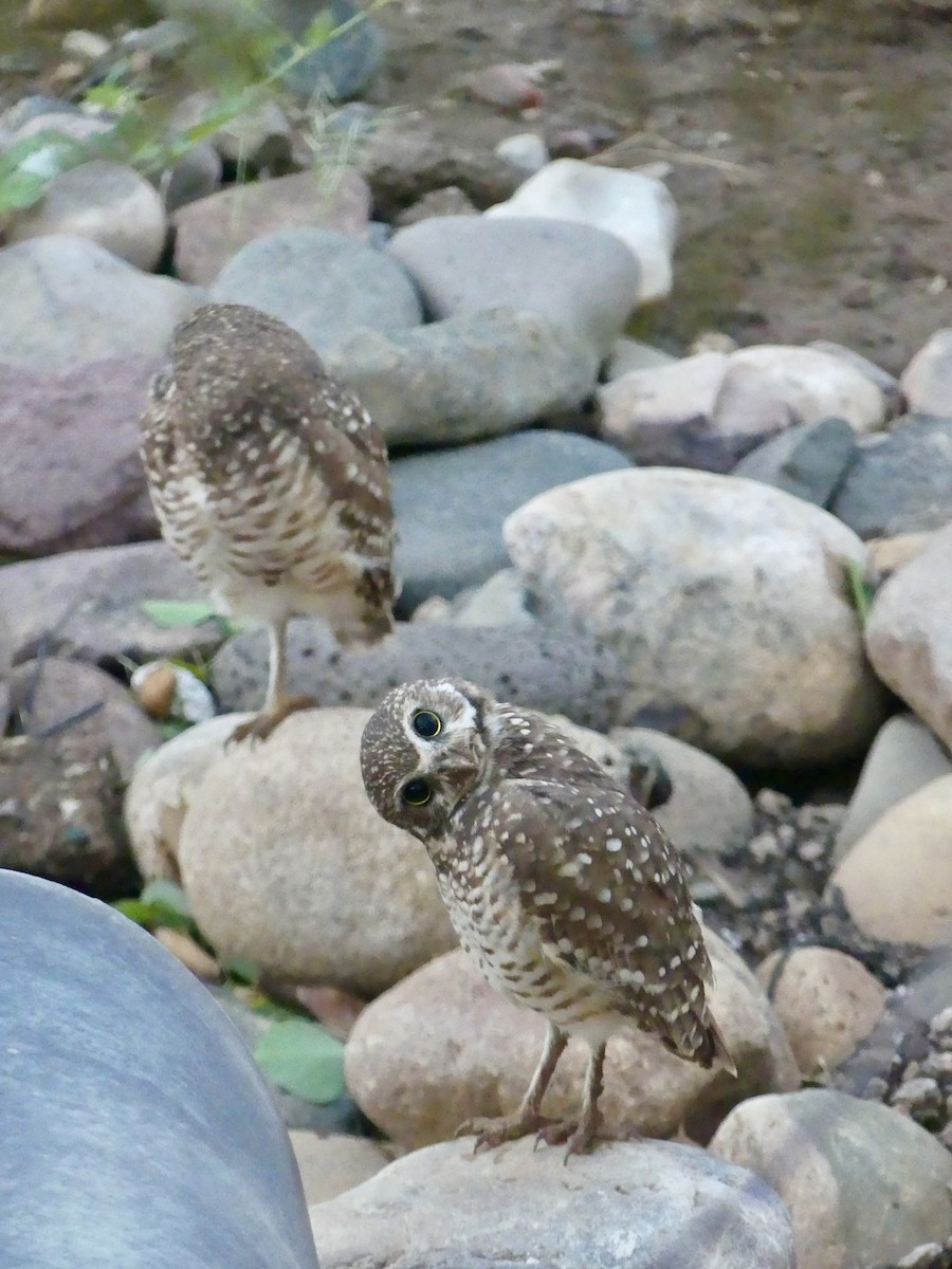 Burrowing Owl - ML642544685