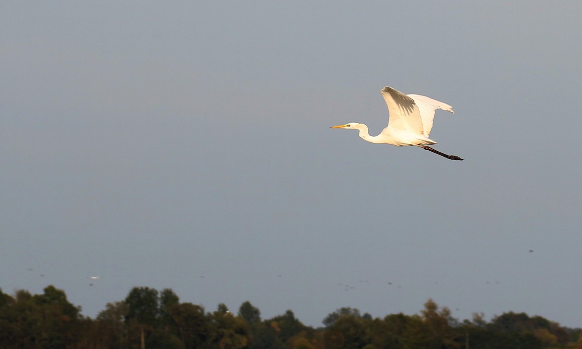 volavka bílá - ML642544722