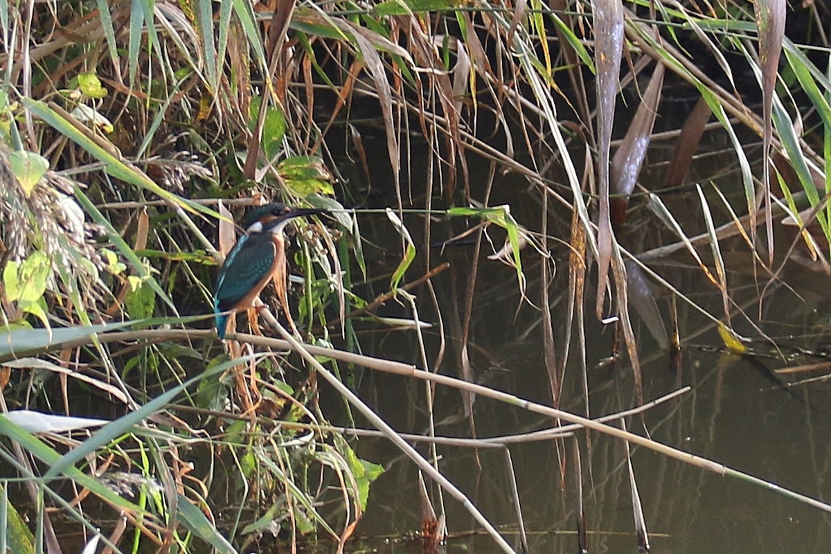 ledňáček říční - ML642544735