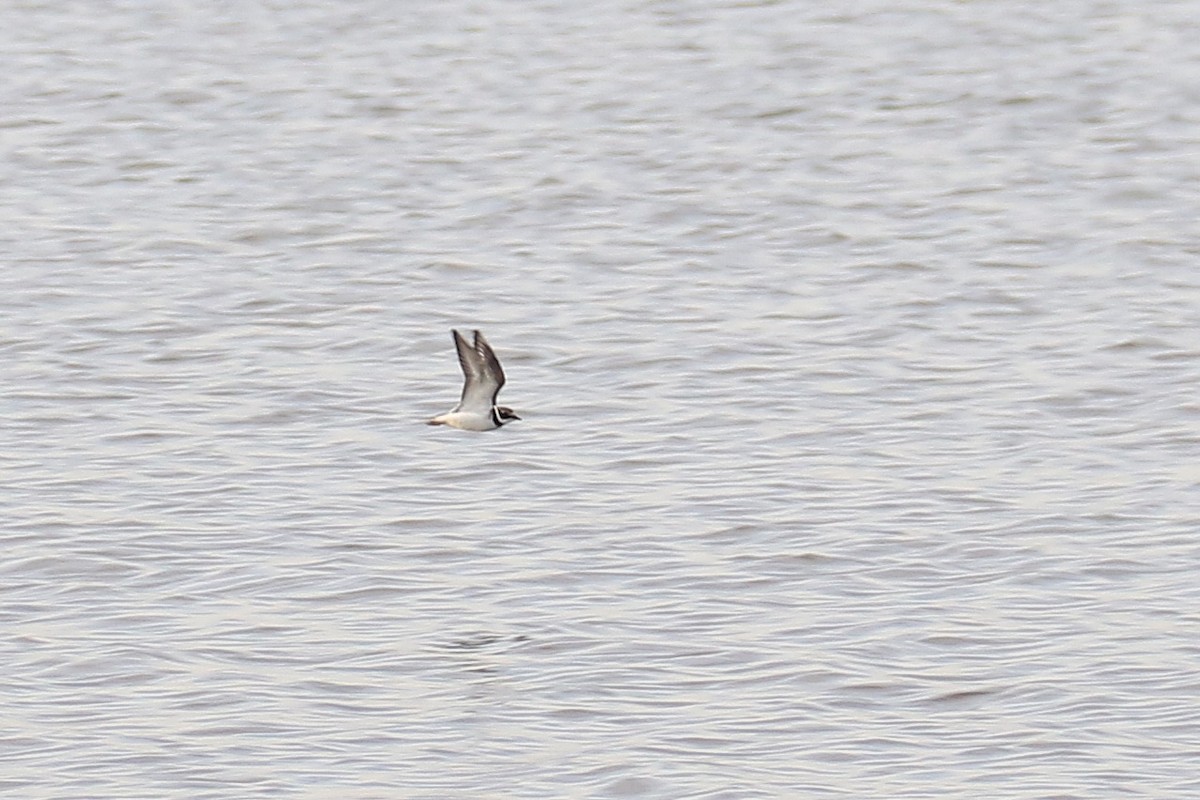 kulík písečný - ML642544744