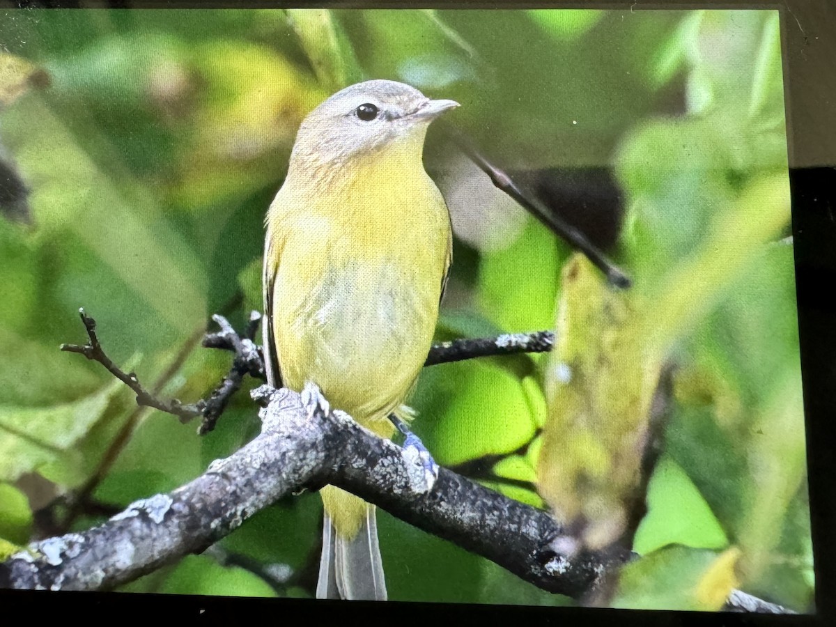 zelenáček kanadský - ML642544755