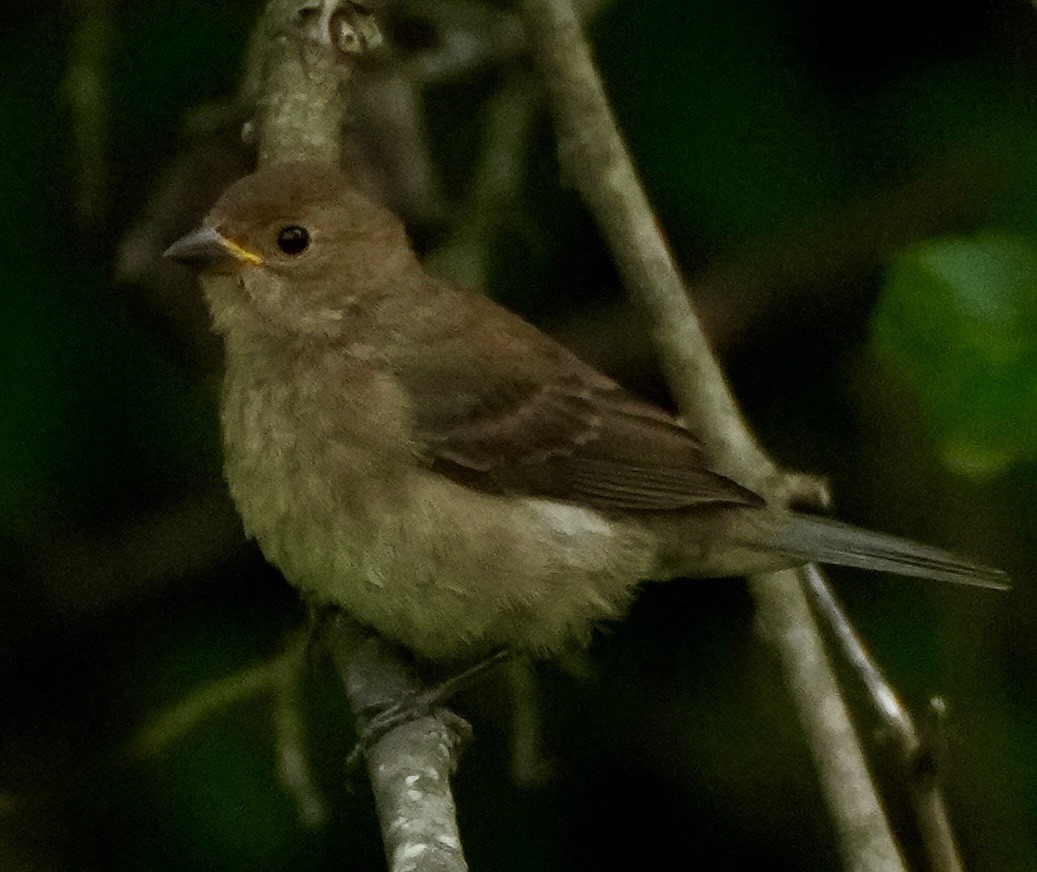 Passerin indigo - ML642544764