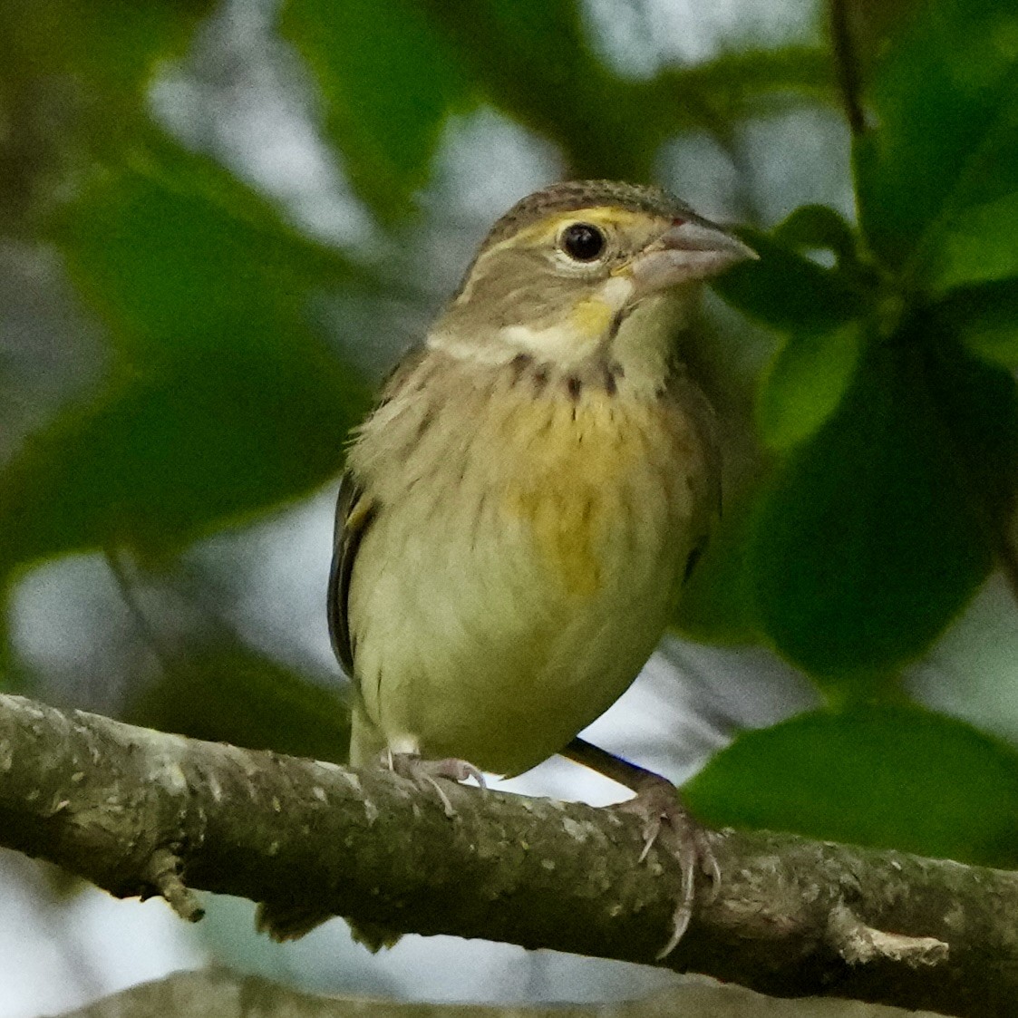 Dickcissel d'Amérique - ML642544776
