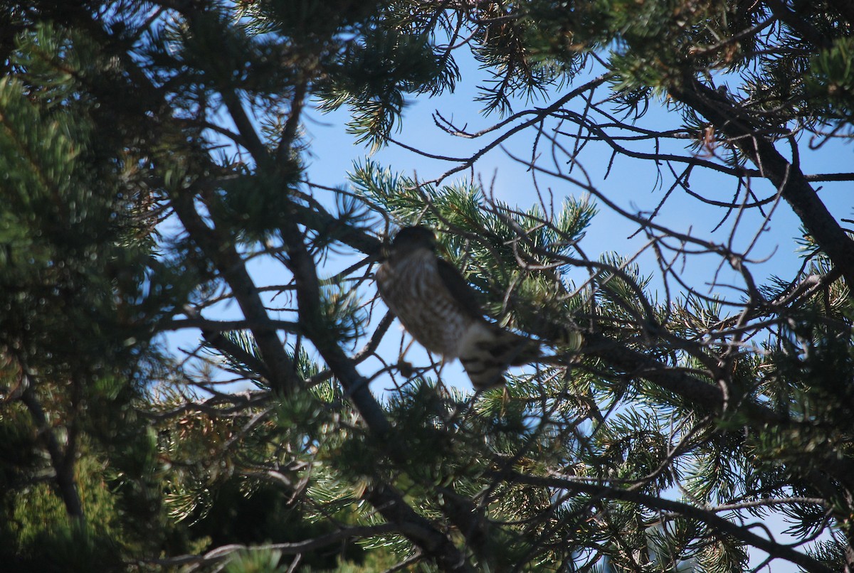 Sharp-shinned Hawk - ML642544792