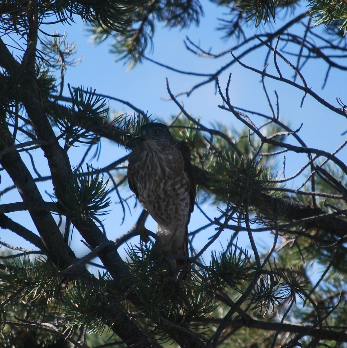 Sharp-shinned Hawk - ML642544813