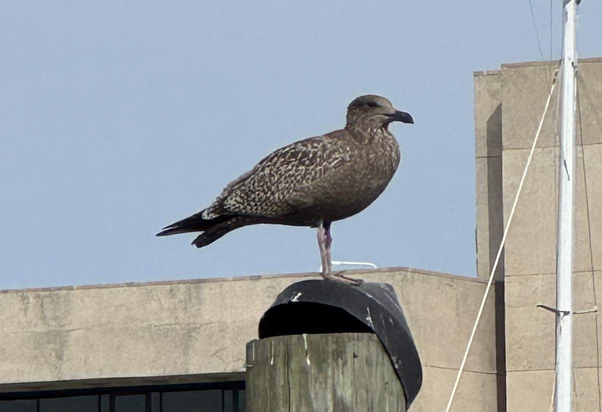 American Herring Gull - ML642544814