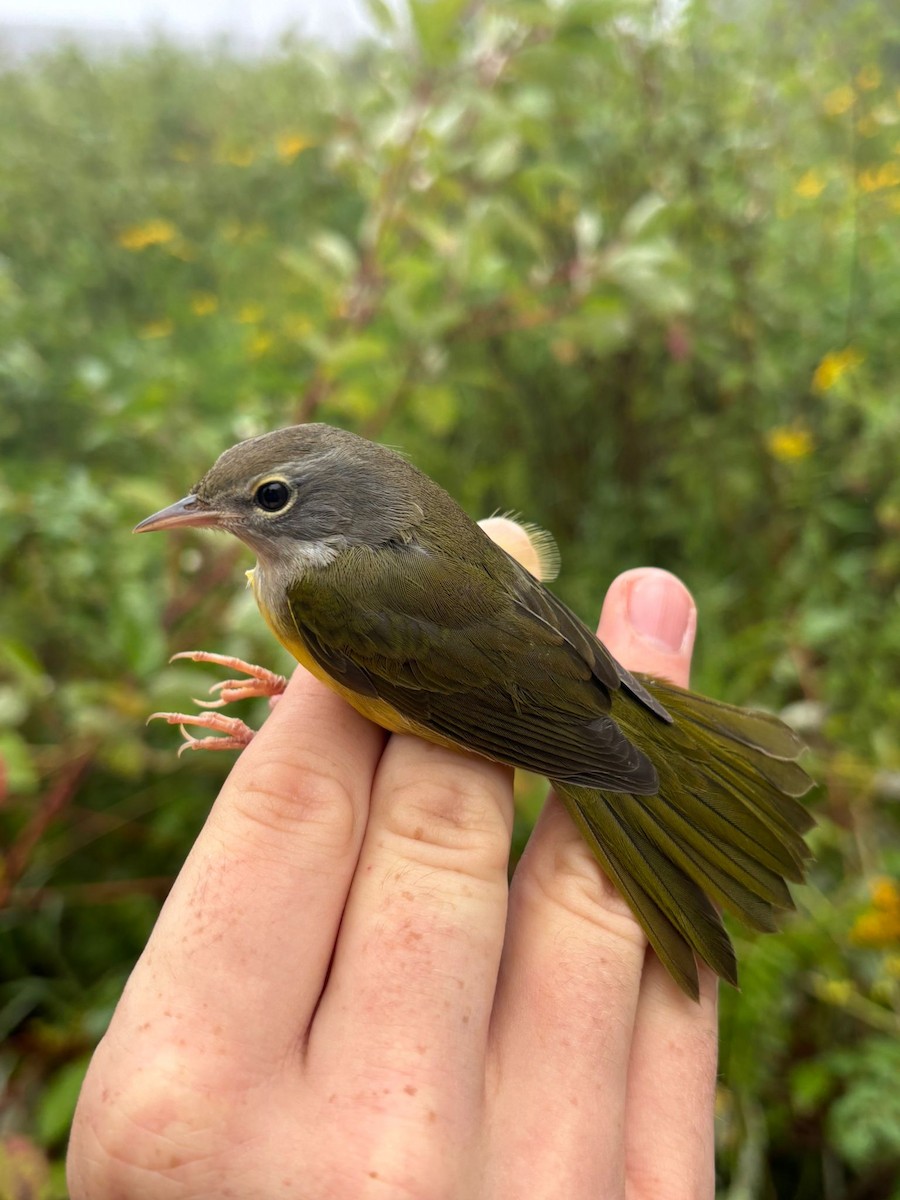 Mourning Warbler - ML642544824