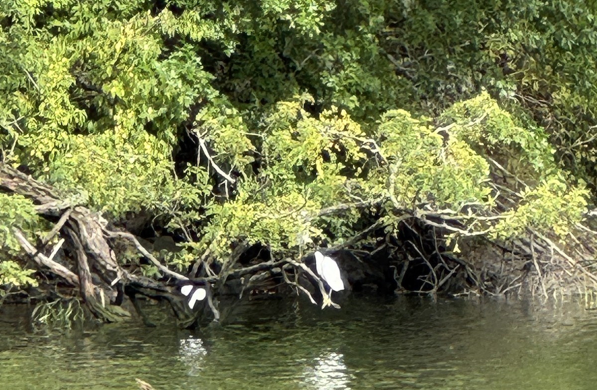 Snowy Egret - ML642544826