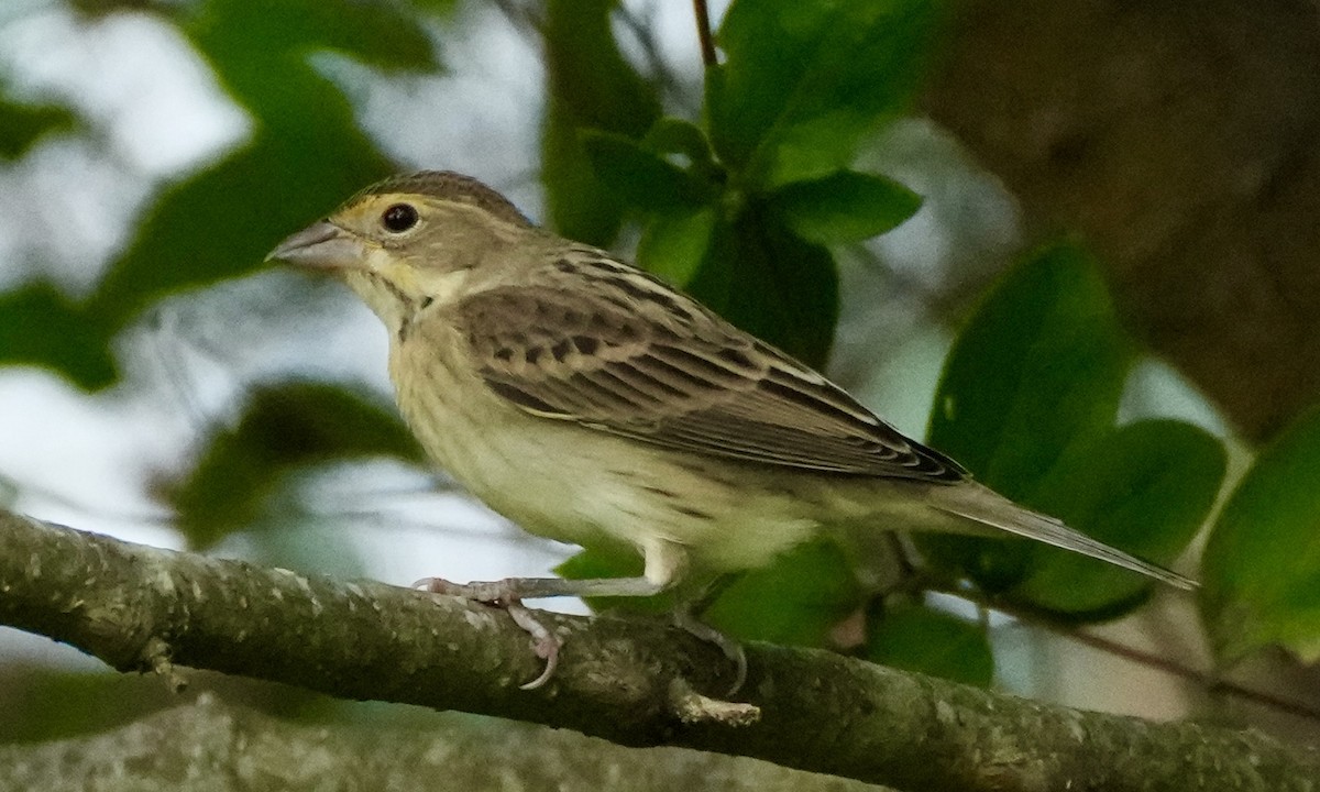 Dickcissel d'Amérique - ML642544831