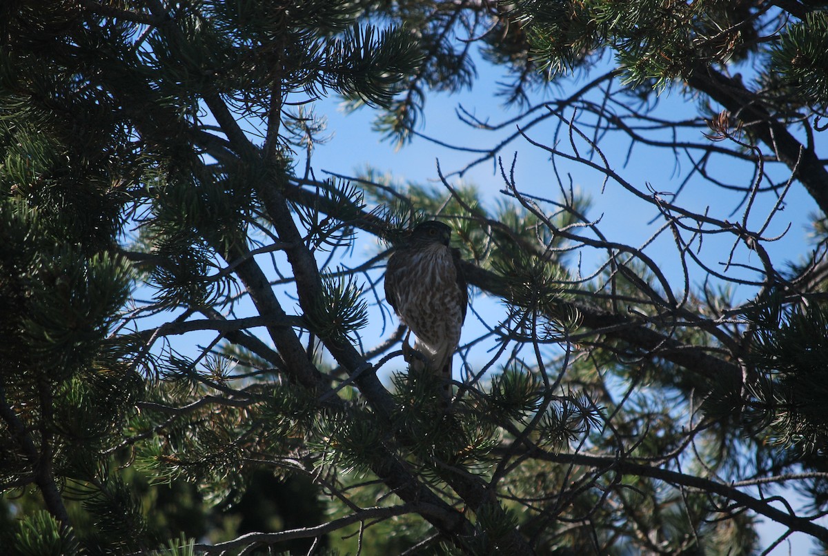 Sharp-shinned Hawk - ML642544838