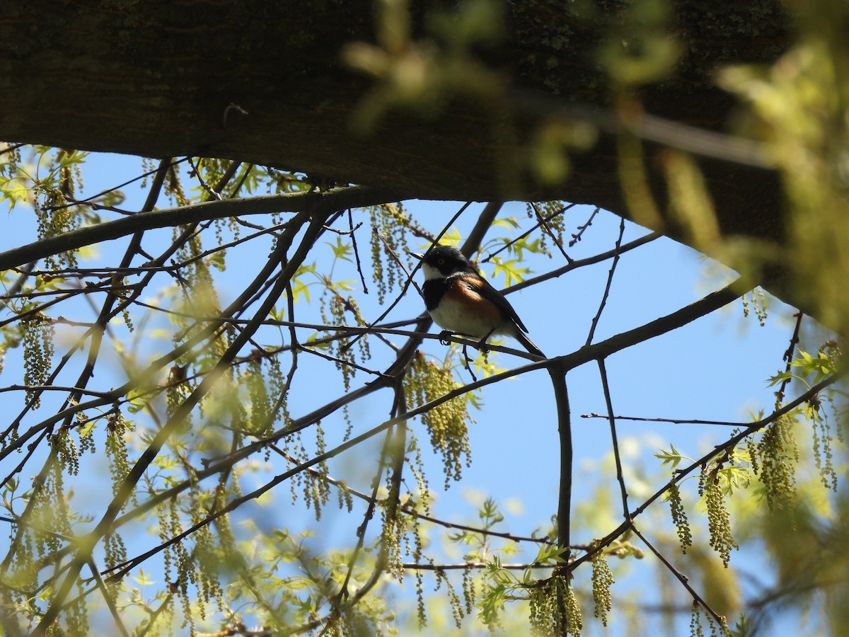 Cape Batis - ML642544841