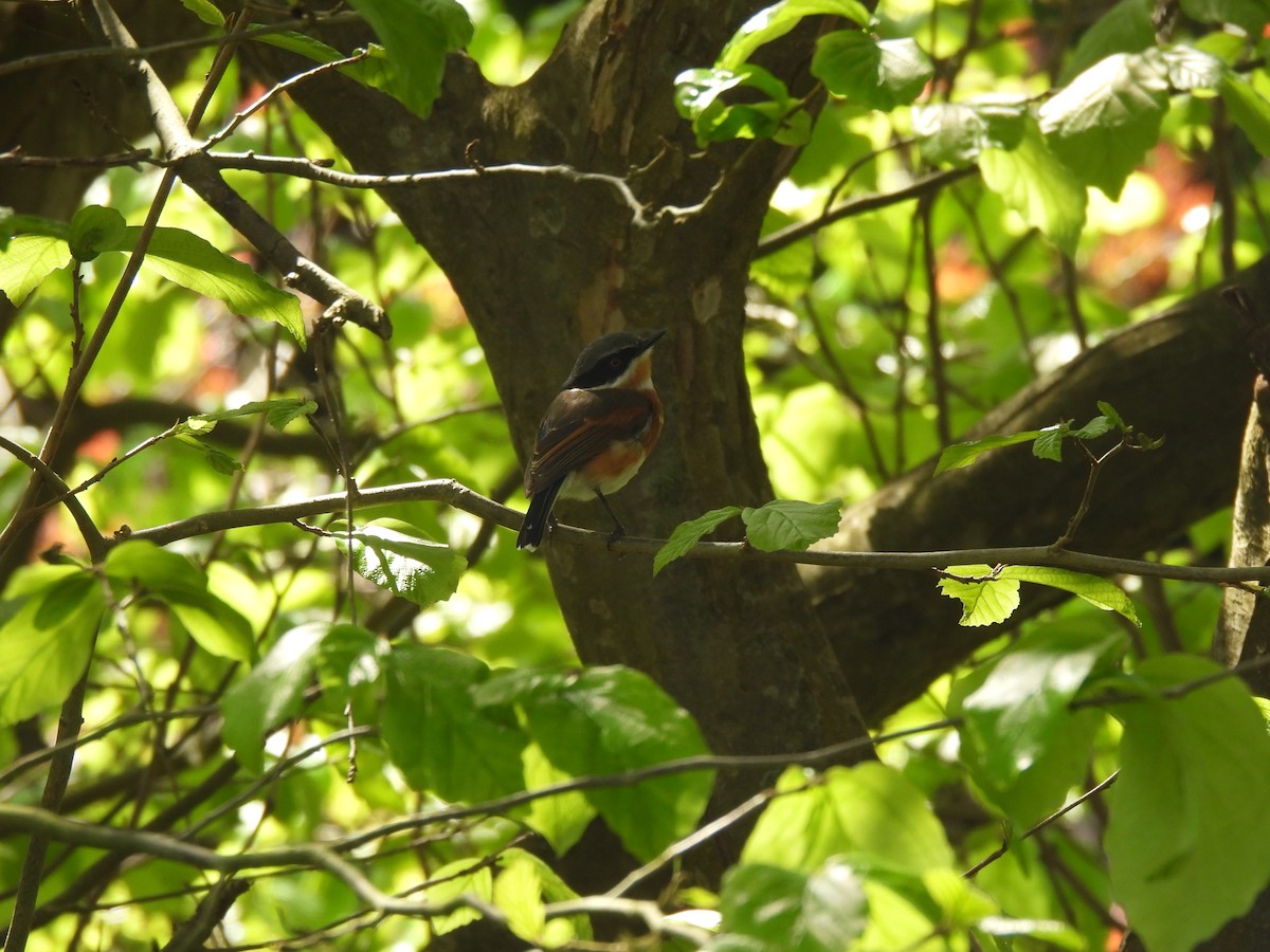 Cape Batis - ML642544842