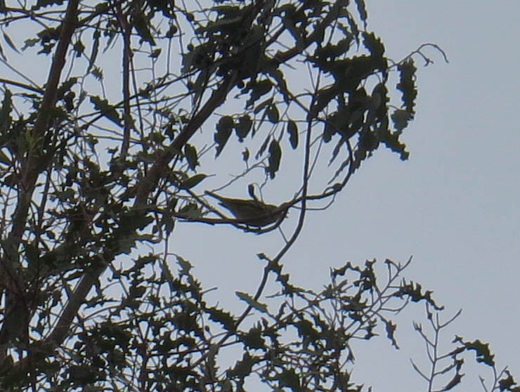 new world warbler sp. - ML642544863