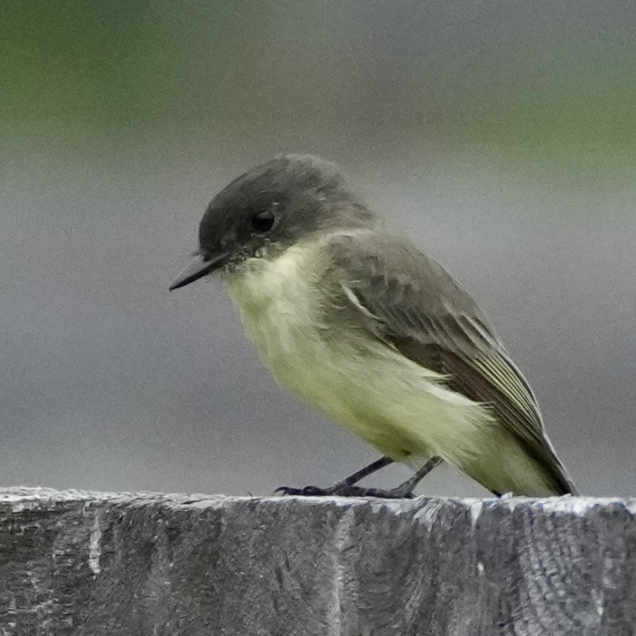Moucherolle phébi - ML642544864