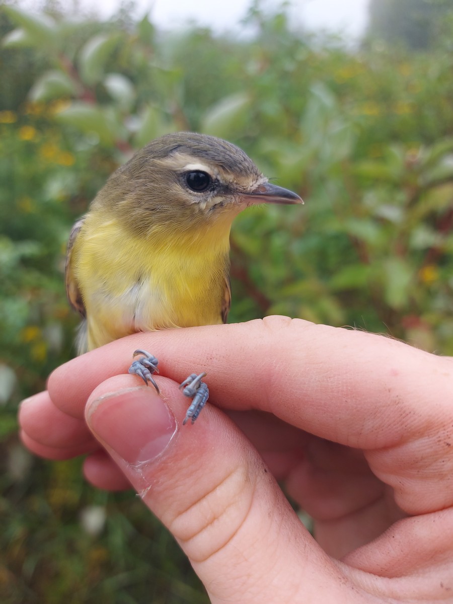 Philadelphia Vireo - ML642544869