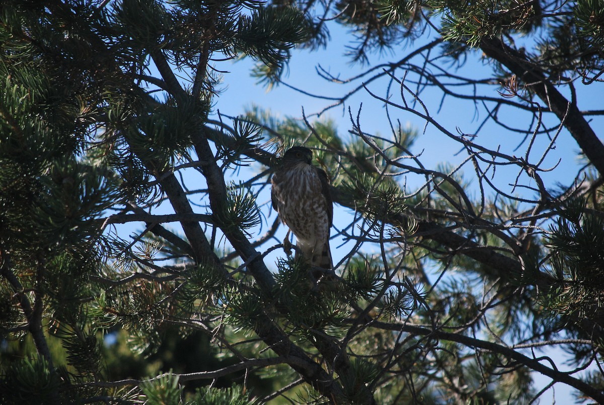 Sharp-shinned Hawk - ML642544871