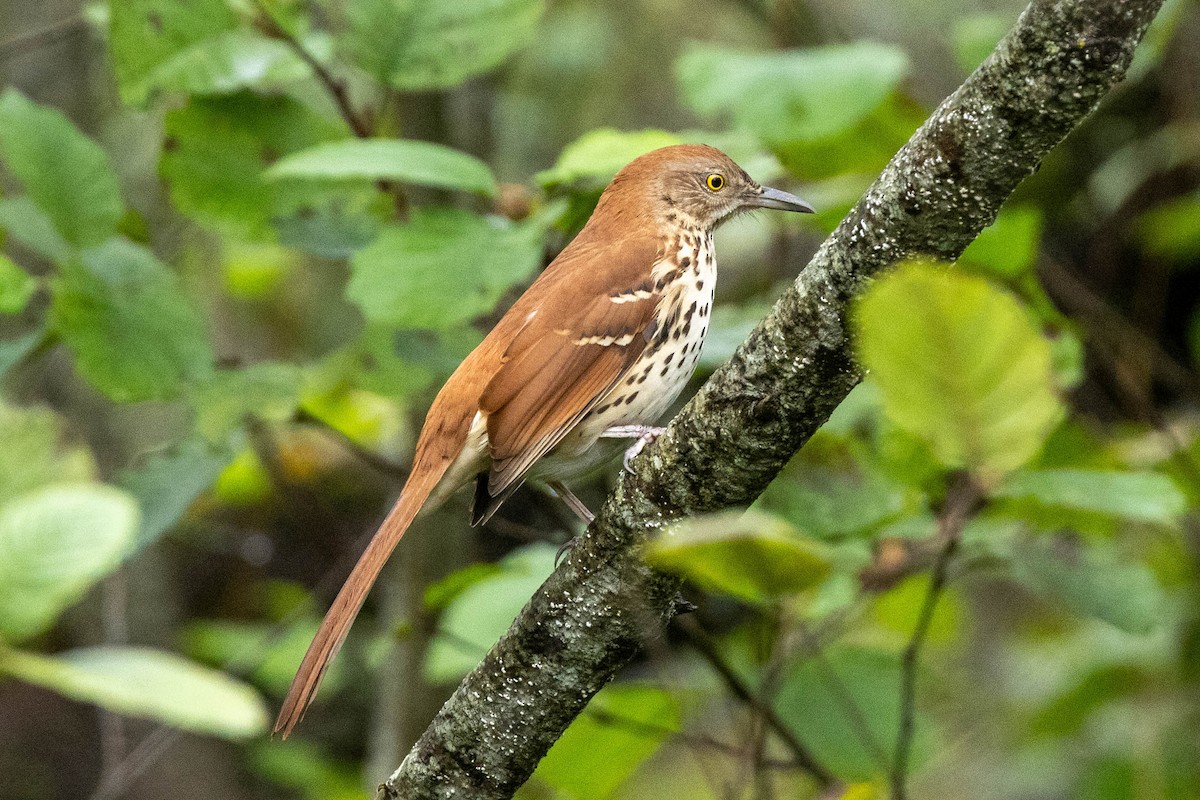 Brown Thrasher - ML642544890
