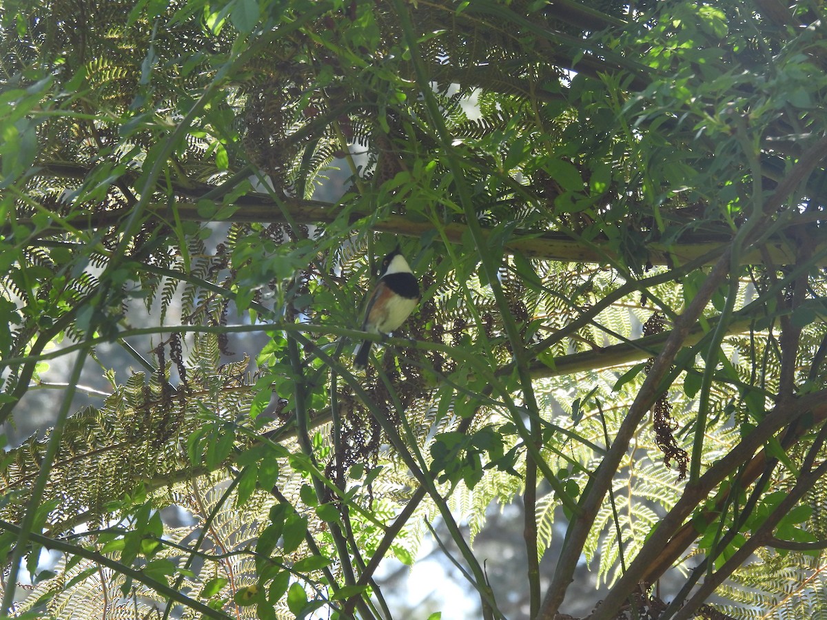 Cape Batis - ML642544891