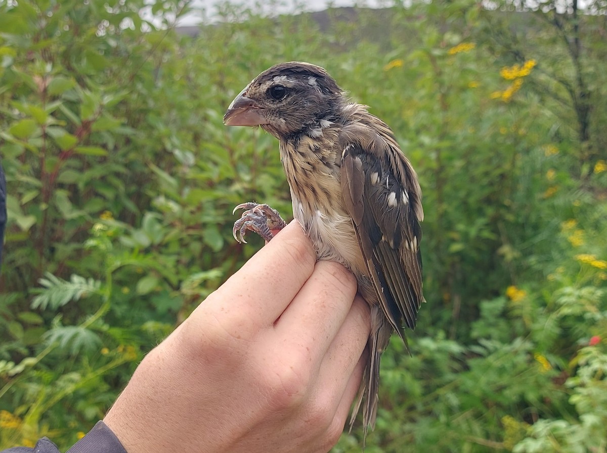 Rose-breasted Grosbeak - ML642544898