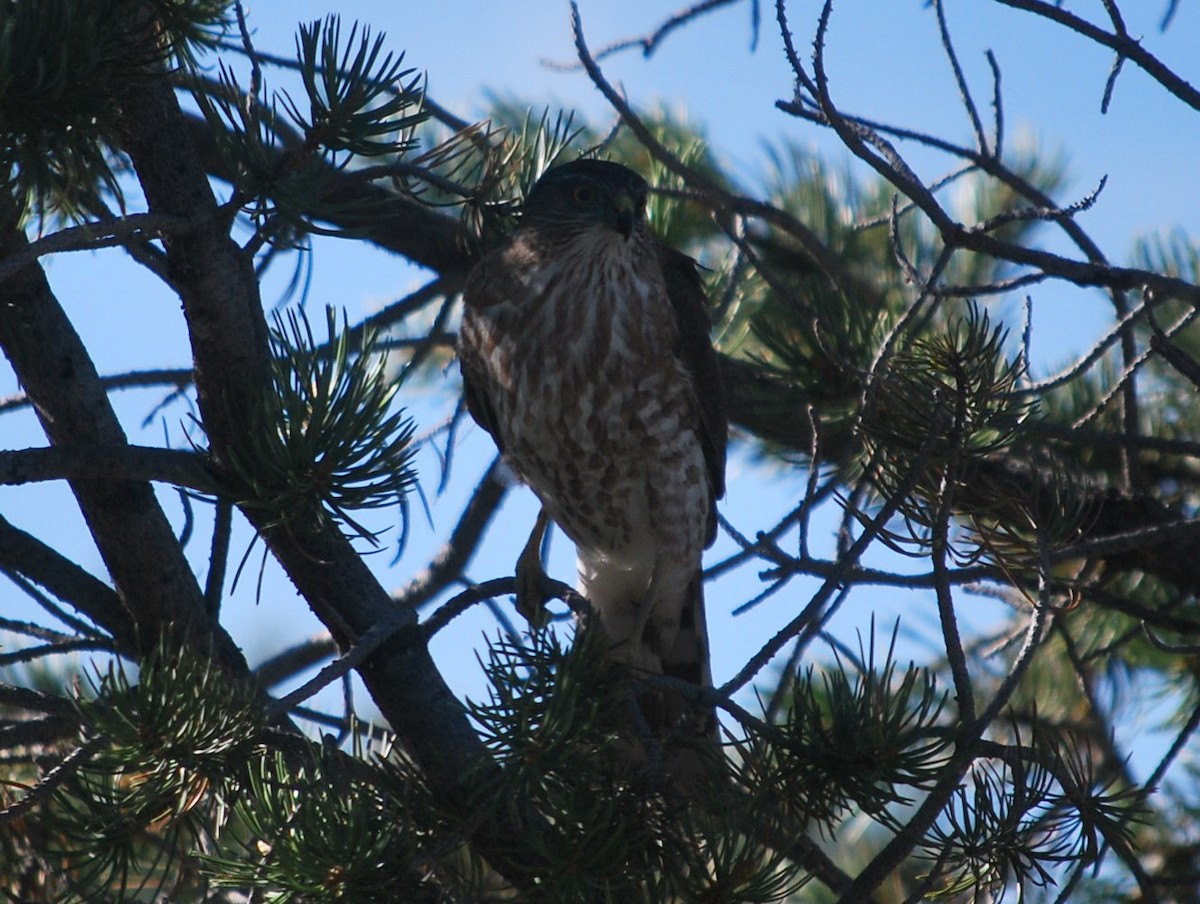 Sharp-shinned Hawk - ML642544901